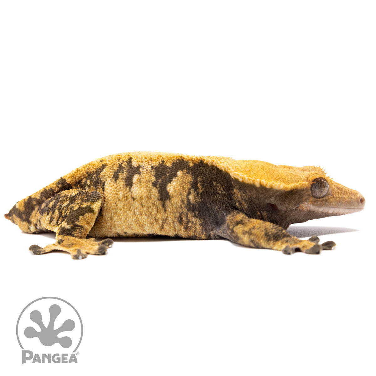 Cr-2514 facing right