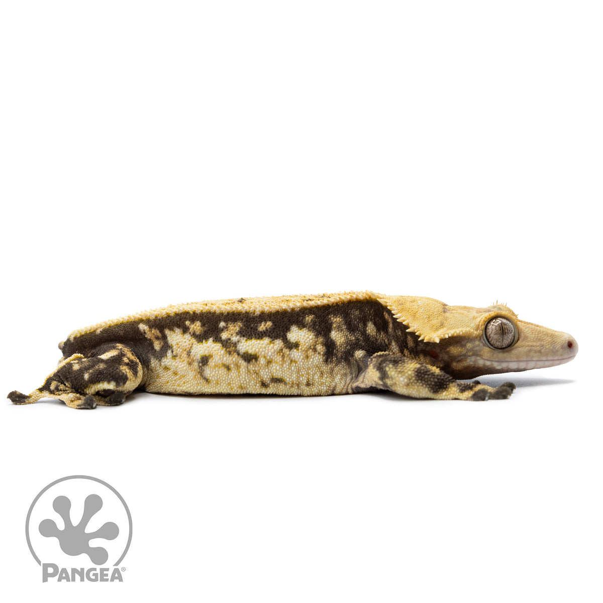 Cr-2518 facing right