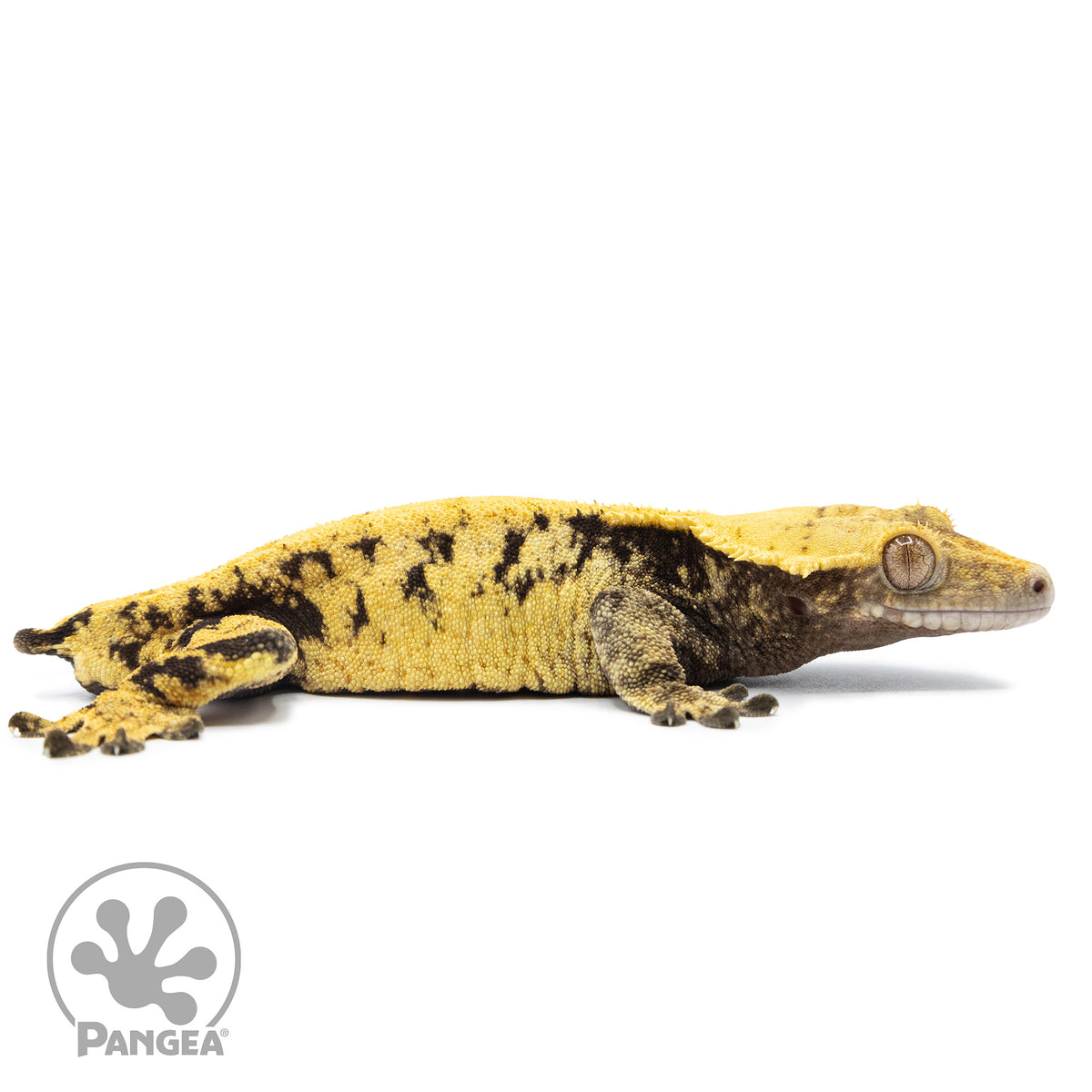 Cr-2521 facing right