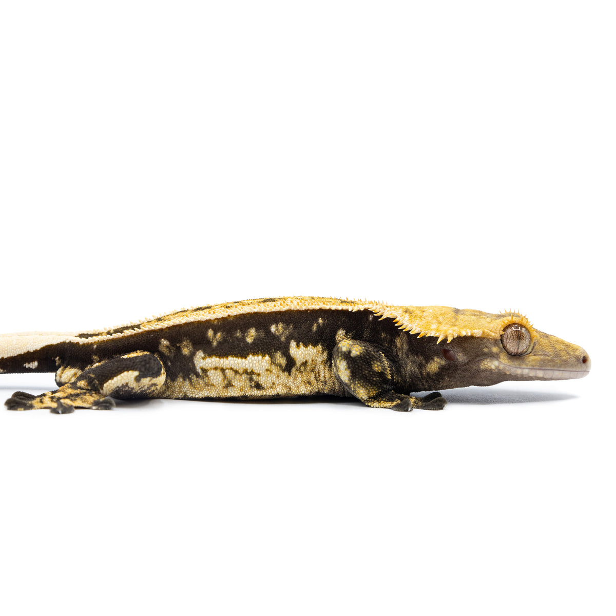 Cr-2524 facing right