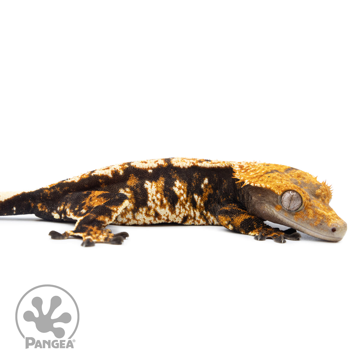 Cr-2527 facing right