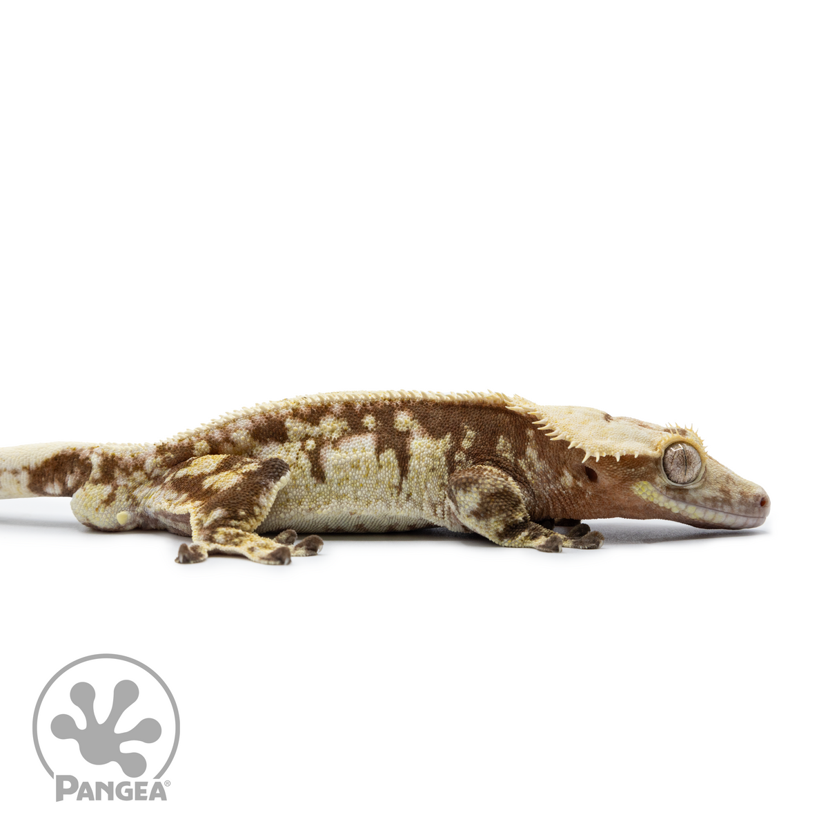 Male Extreme Harlequin Crested Gecko Cr-2531 facing right