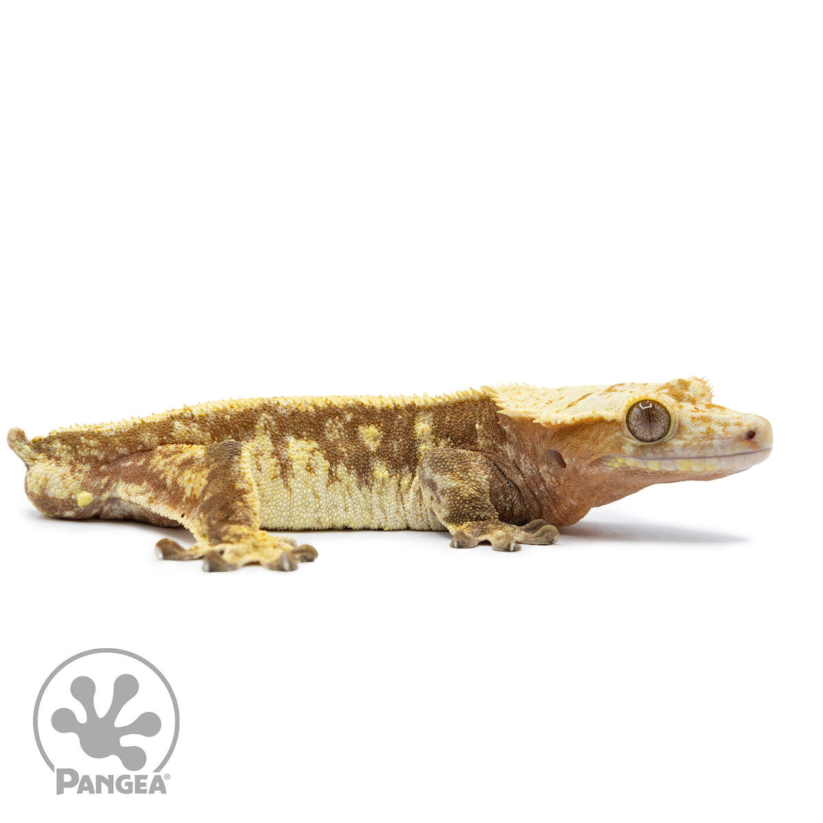 Cr-2532 facing right