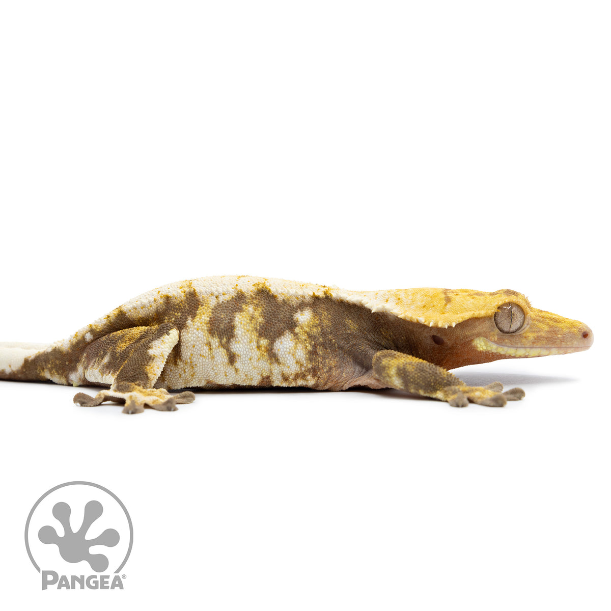 Cr-2534 facing right