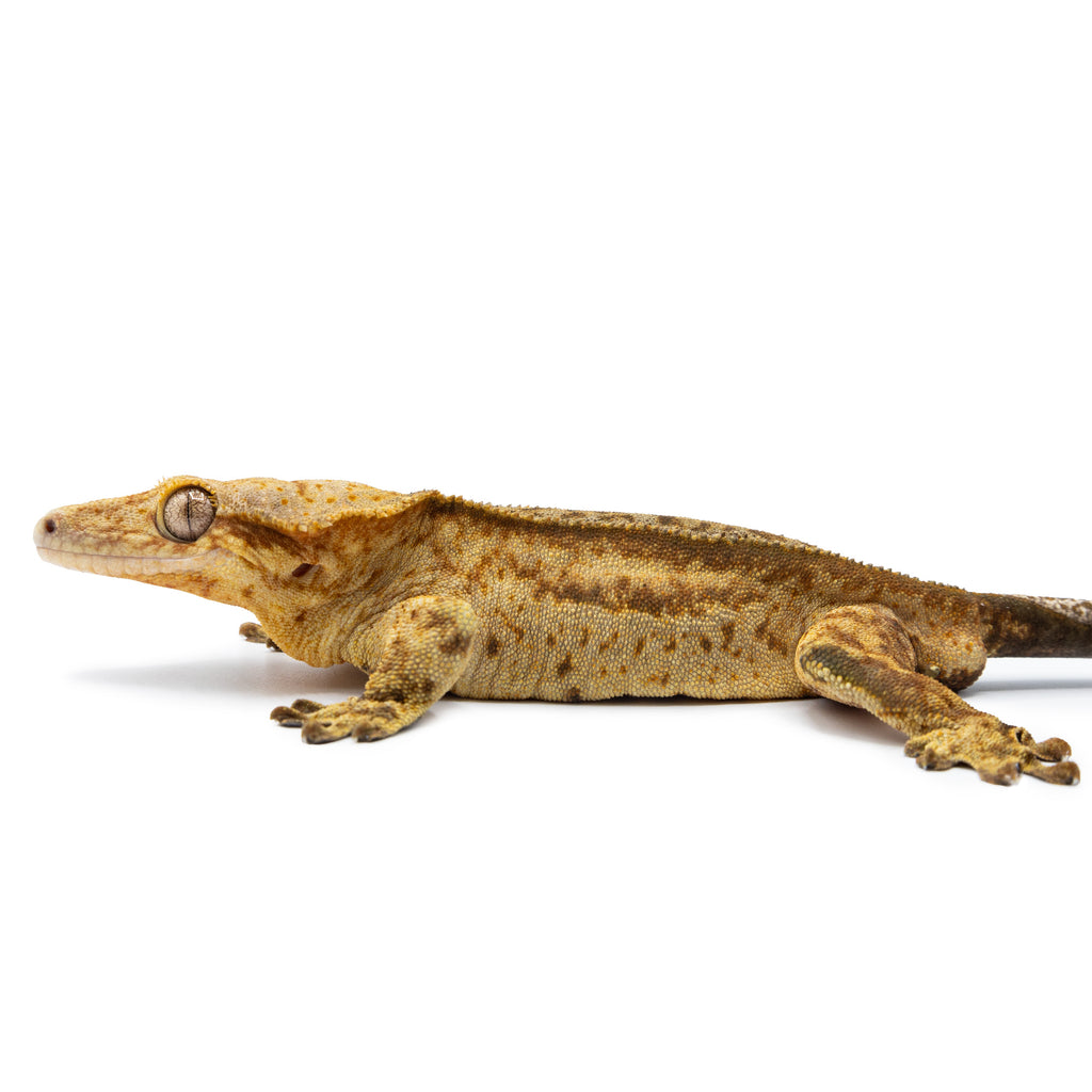 Male Reverse Quadstripe Crested Gecko | Pangea Reptile | Cr-2536