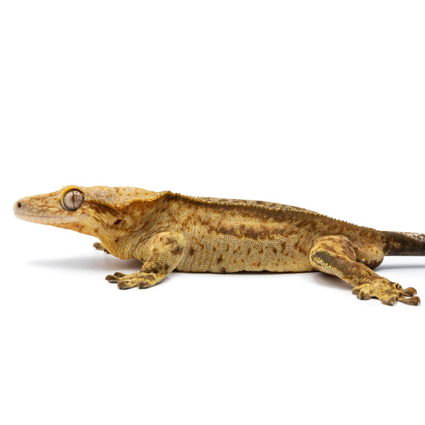 Petco Crested Gecko Shop Petsmart Crested Gecko Price Petco