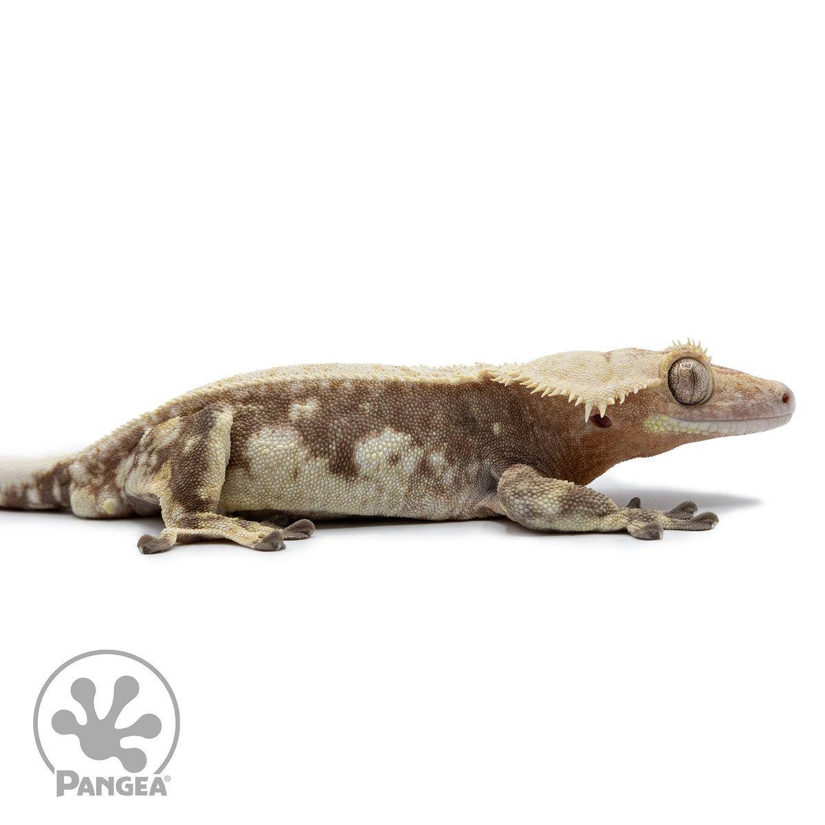 Cr-2538 facing right