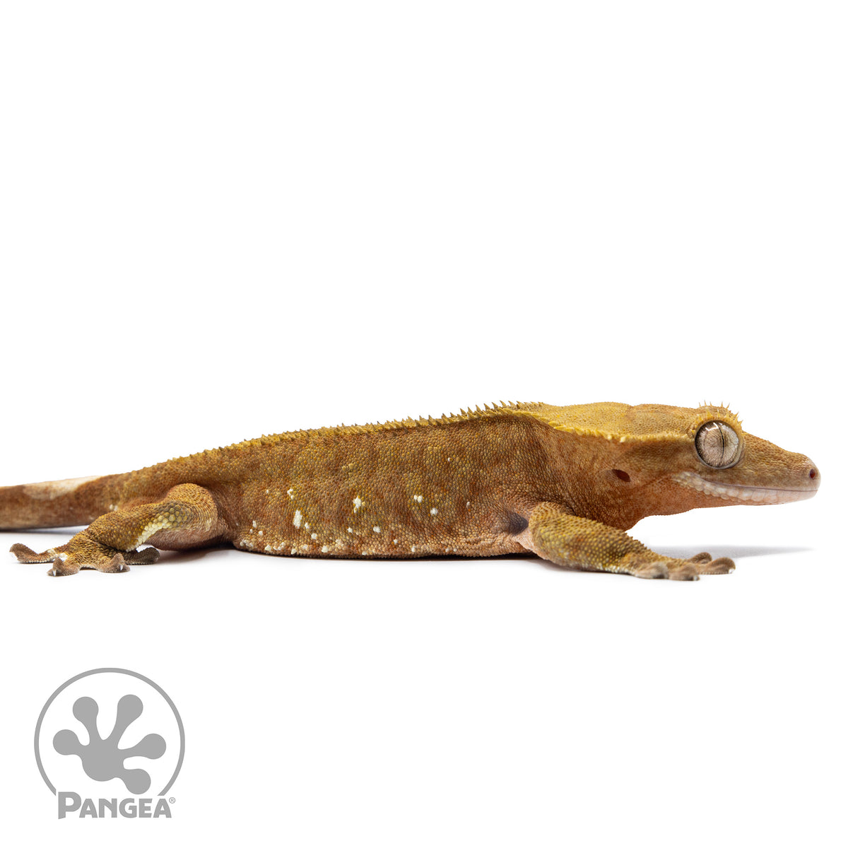 Cr-2540 facing right