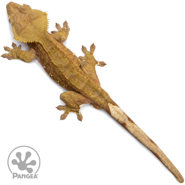 Male Red Brindle Crested Gecko | Pangea Reptile | Cr-2540 - Pangea ...