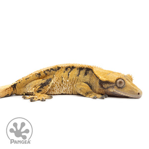 Cr-2546 facing right