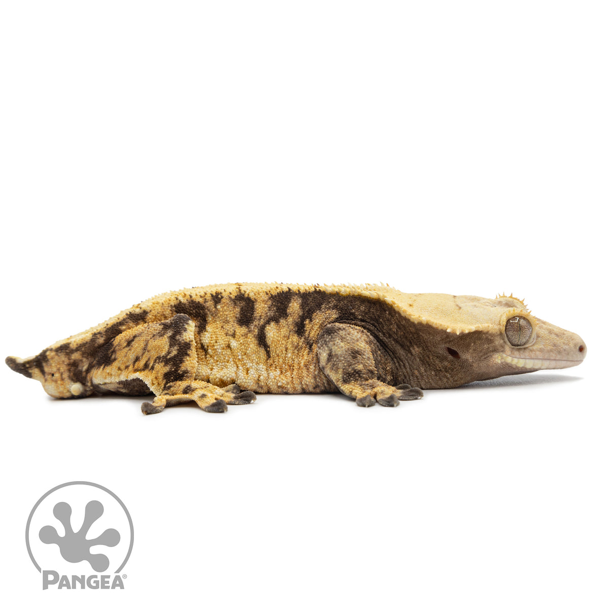 Cr-2548 facing right