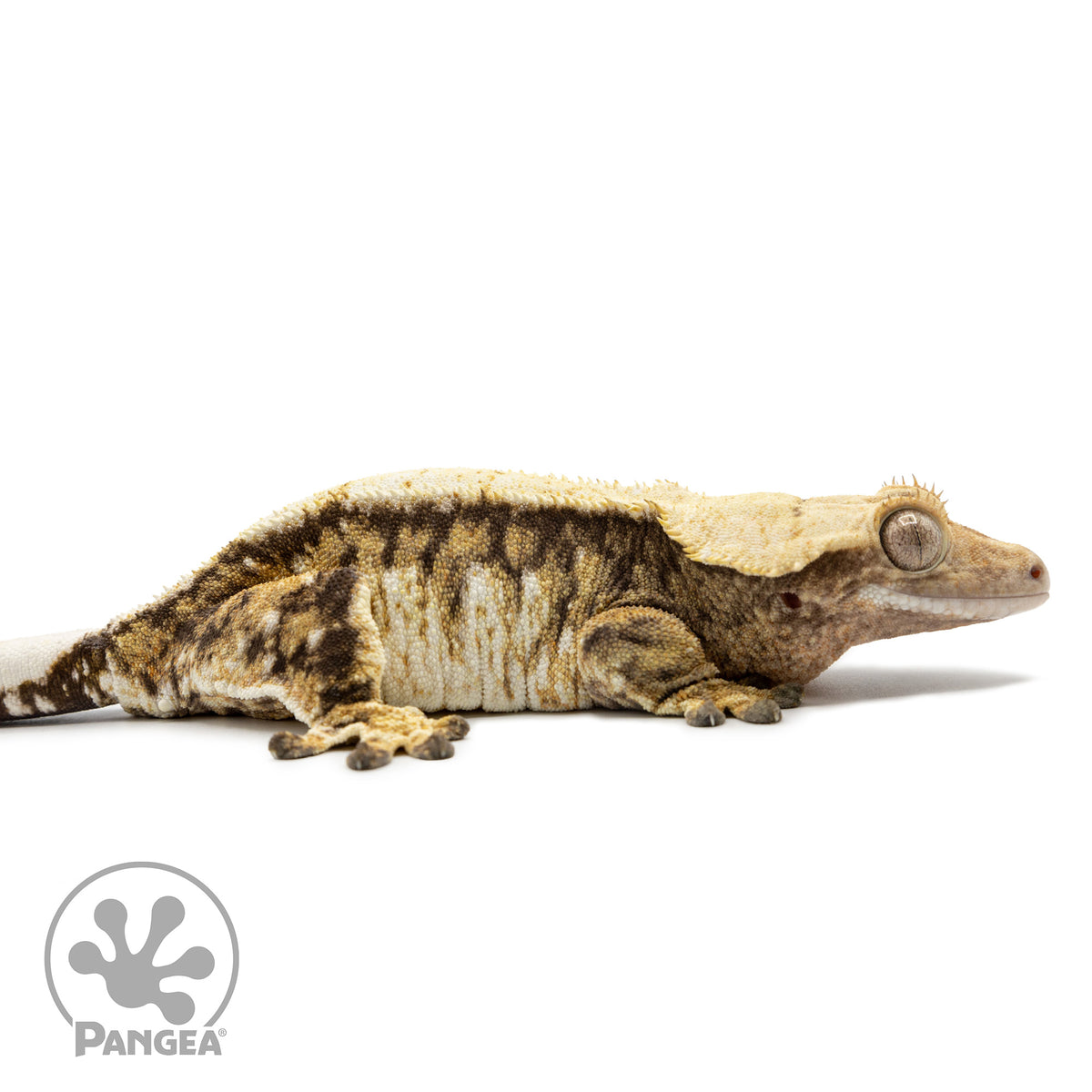 Cr-2549 facing right