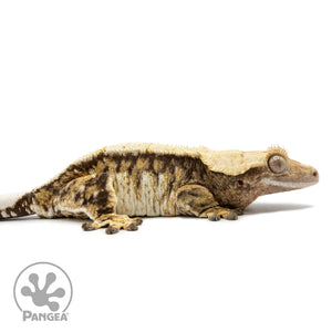 Cr-2549 facing right