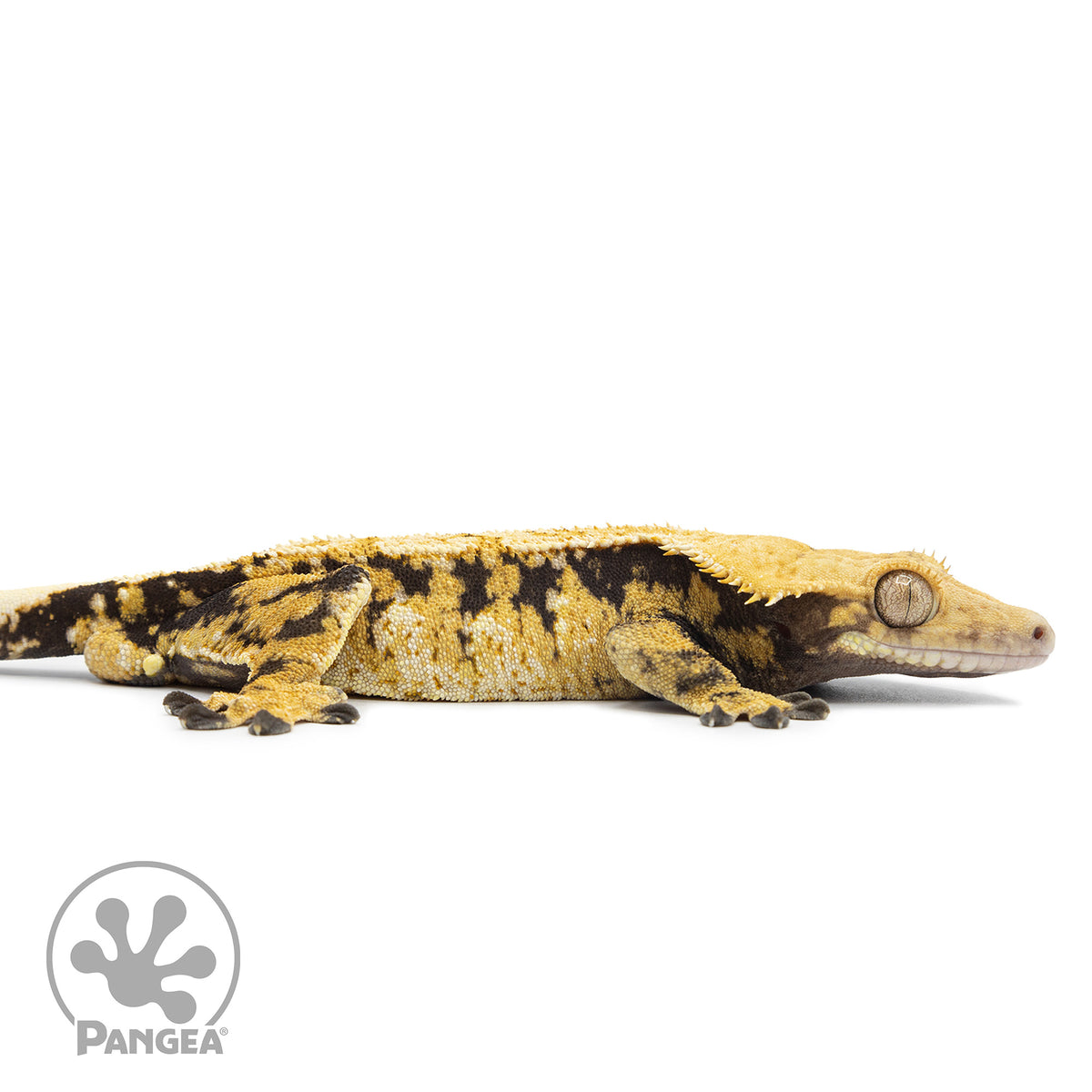 Cr-2550 facing right