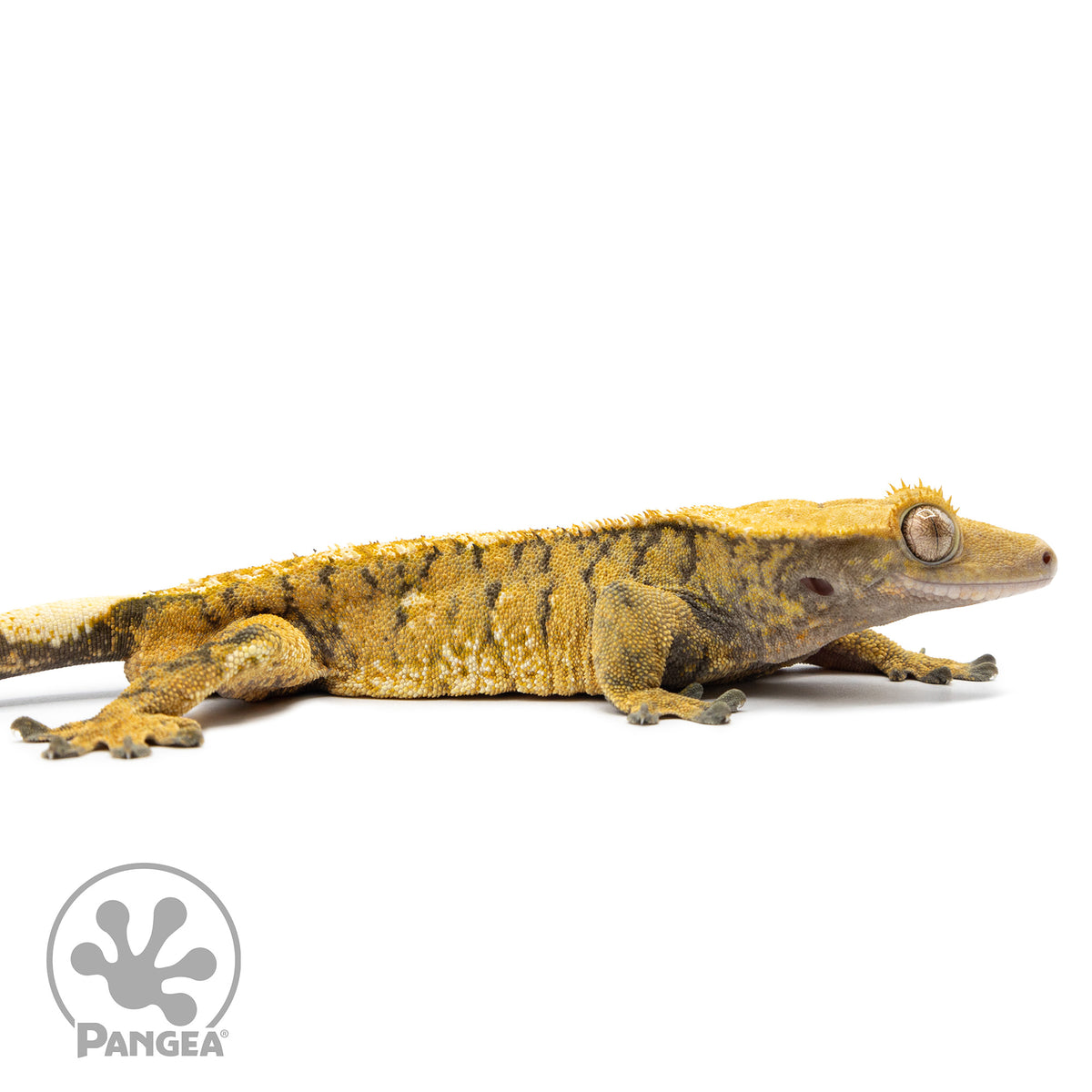 Cr-2552 facing right