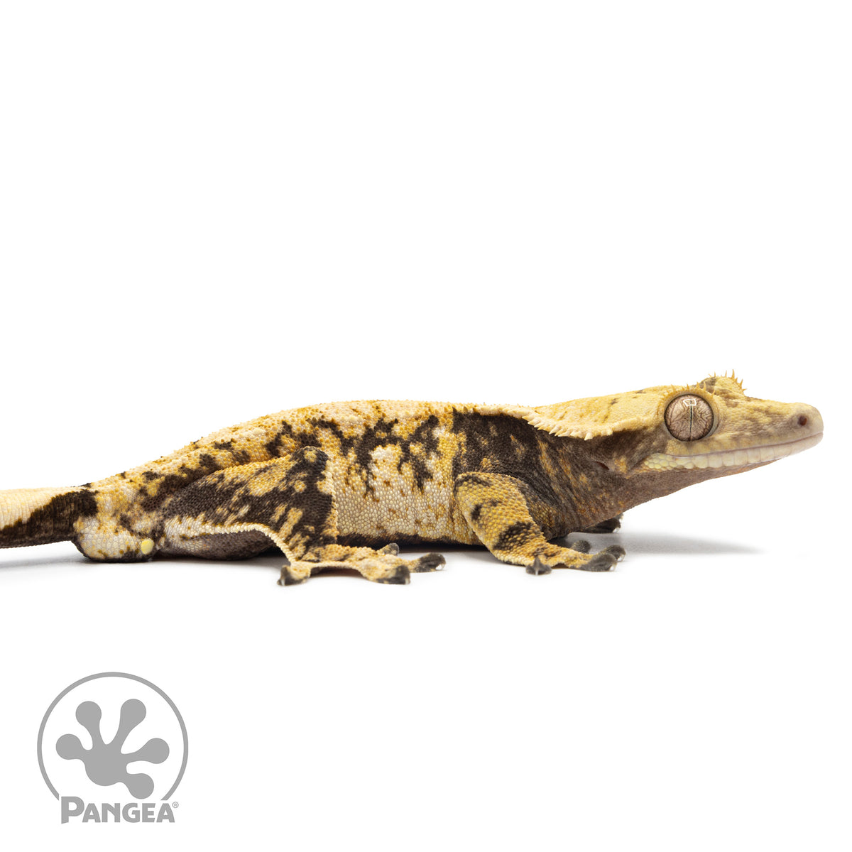 Cr-2555 facing right