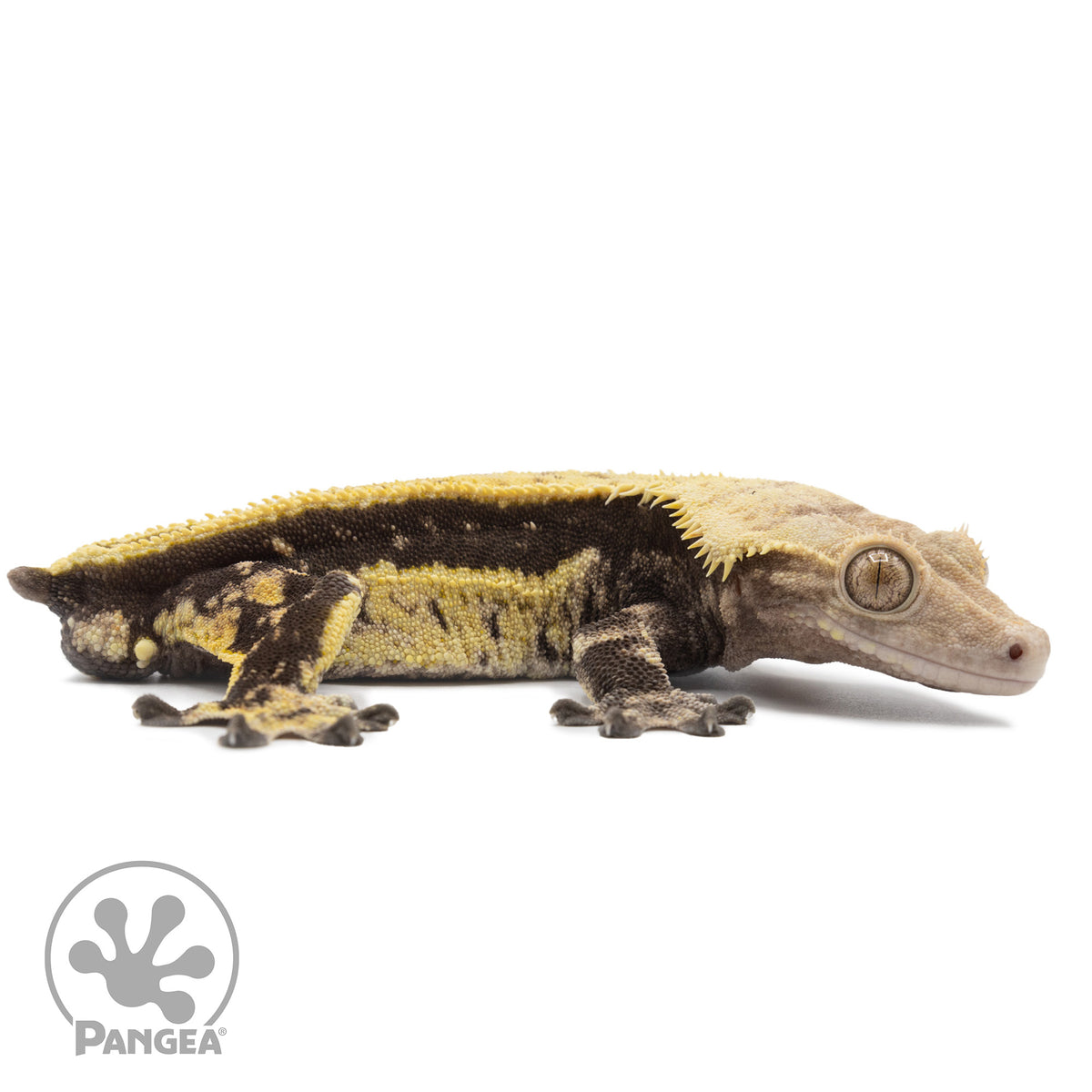 Cr-2559 facing right