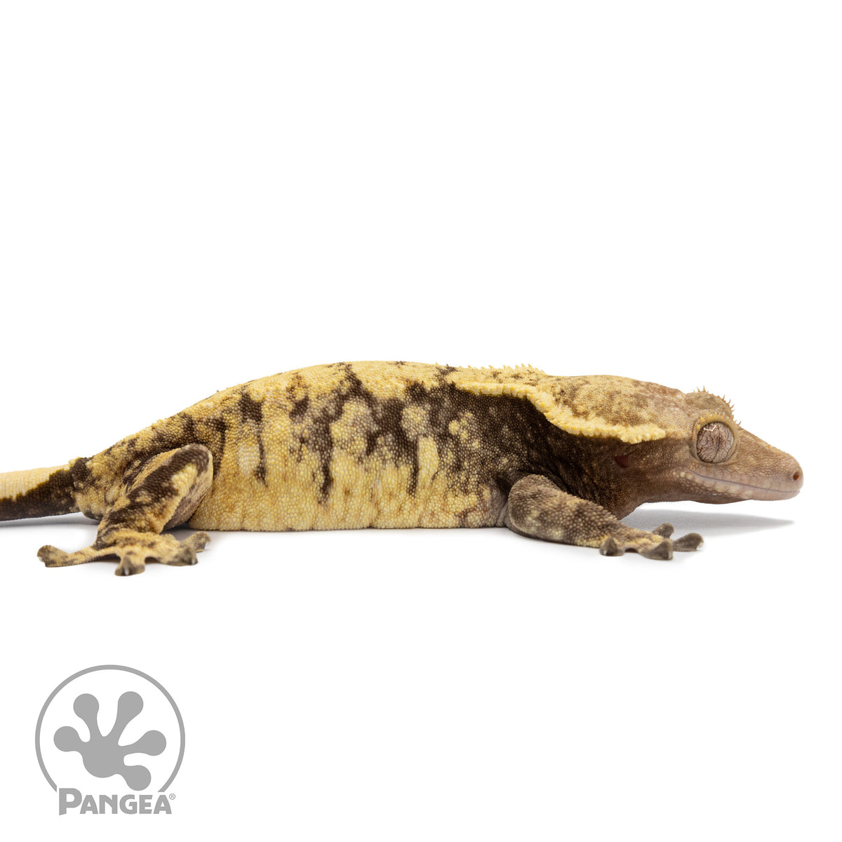 Cr-2561 facing right