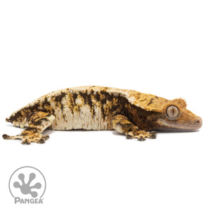 Cr-2565 facing right