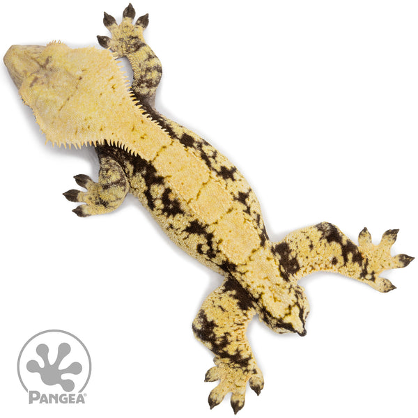 GECKO ゲッコー カホン GECKO ゲッコー】 トラベルカホン