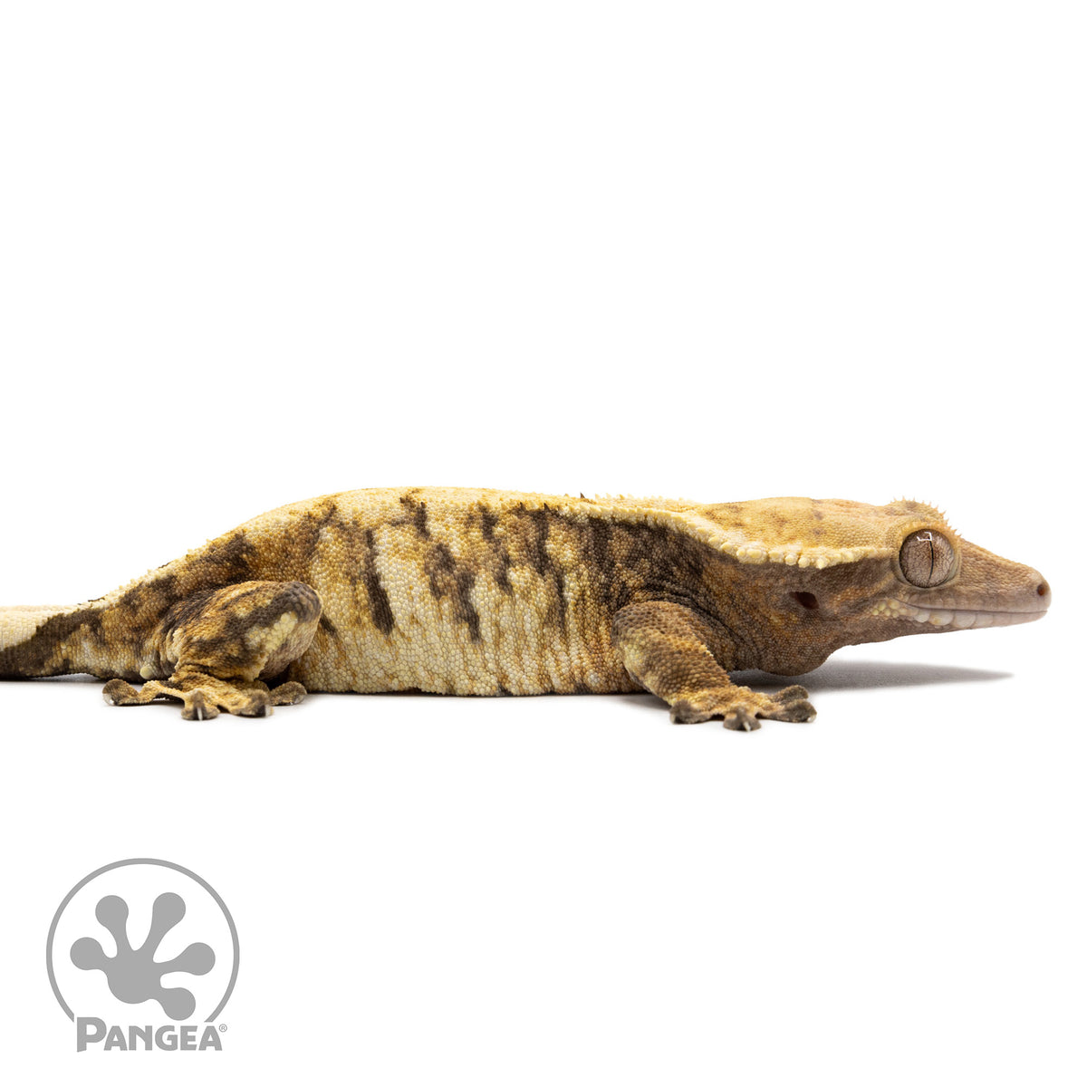 Cr-2573 facing right