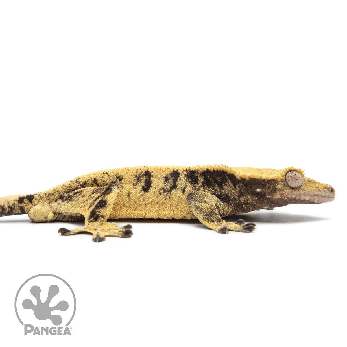 Cr-2574 facing right