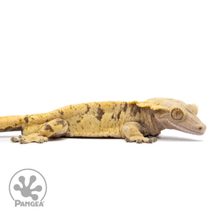 Cr-2575 facing right