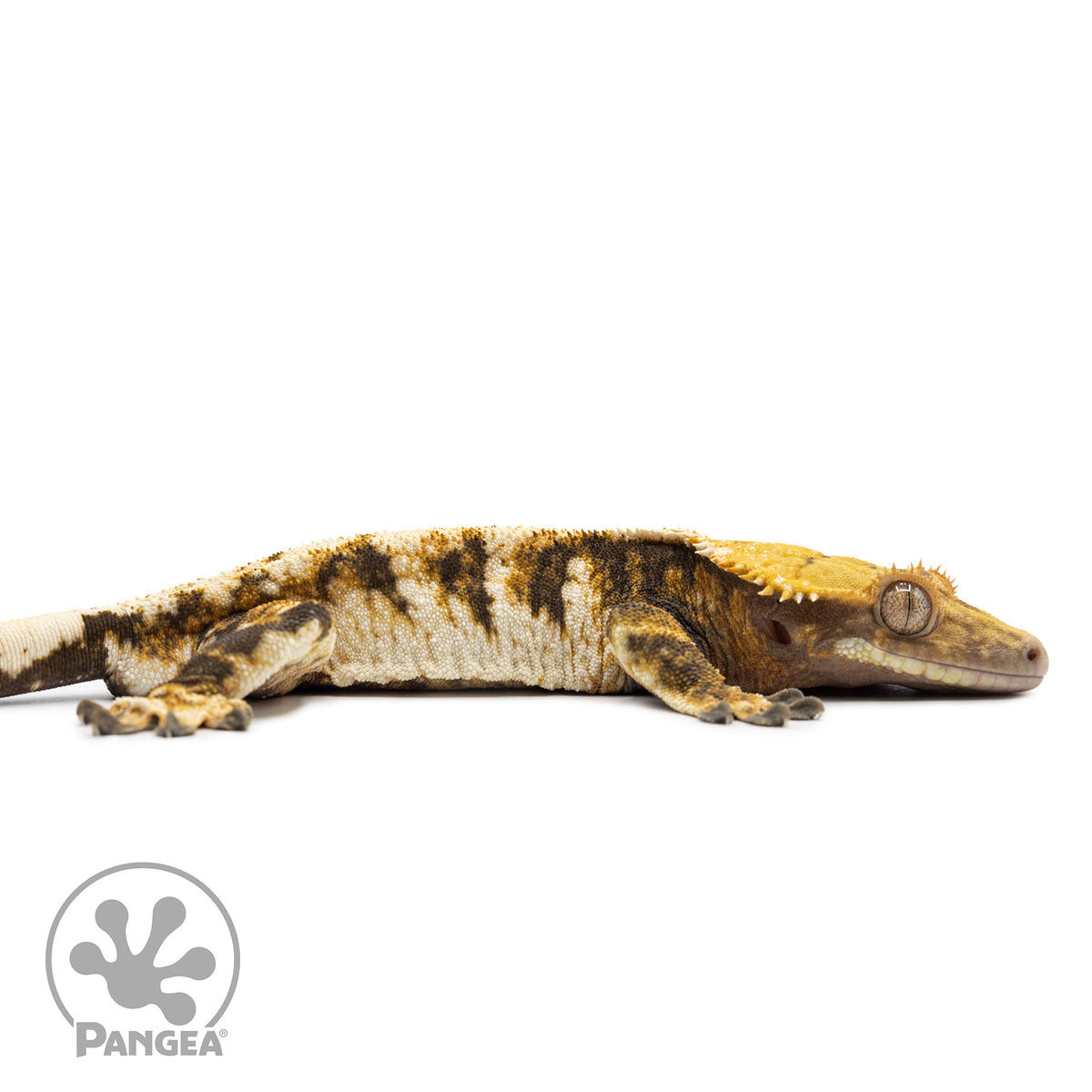 Cr-2578 facing right