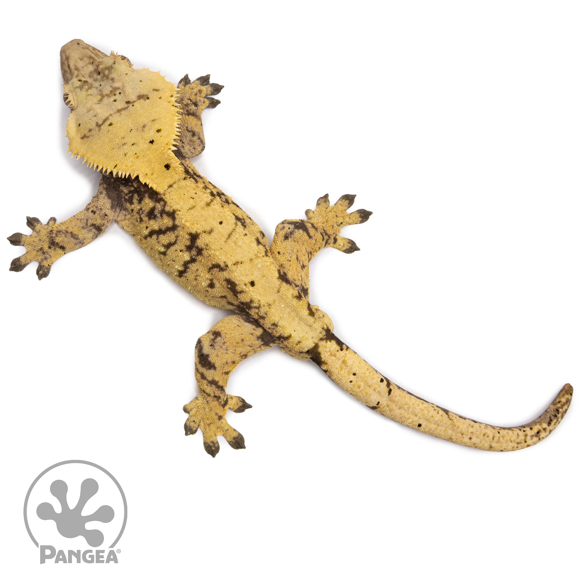 Male Extreme Harlequin Crested Gecko Pangea Reptile Cr2580