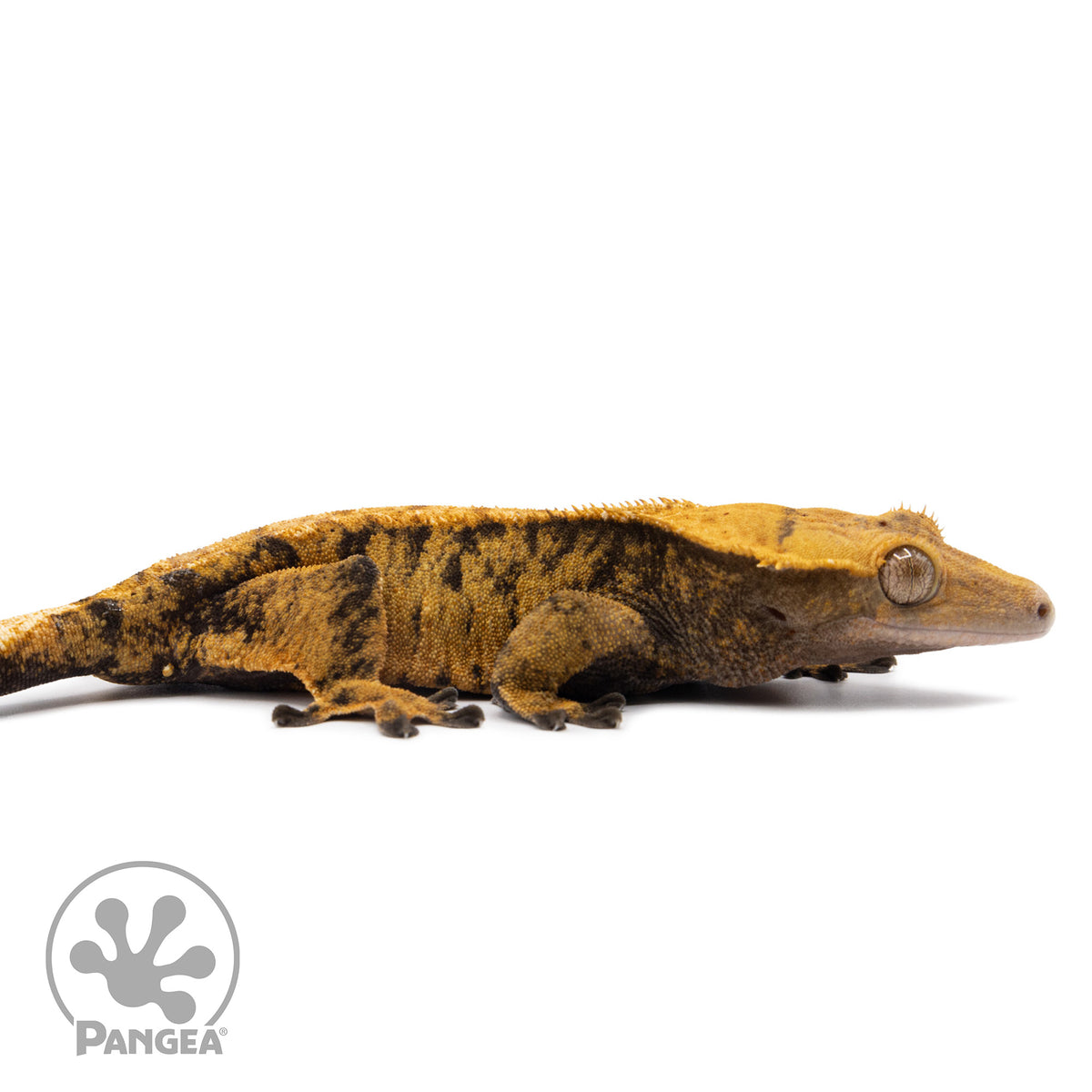 Cr-2581 facing right