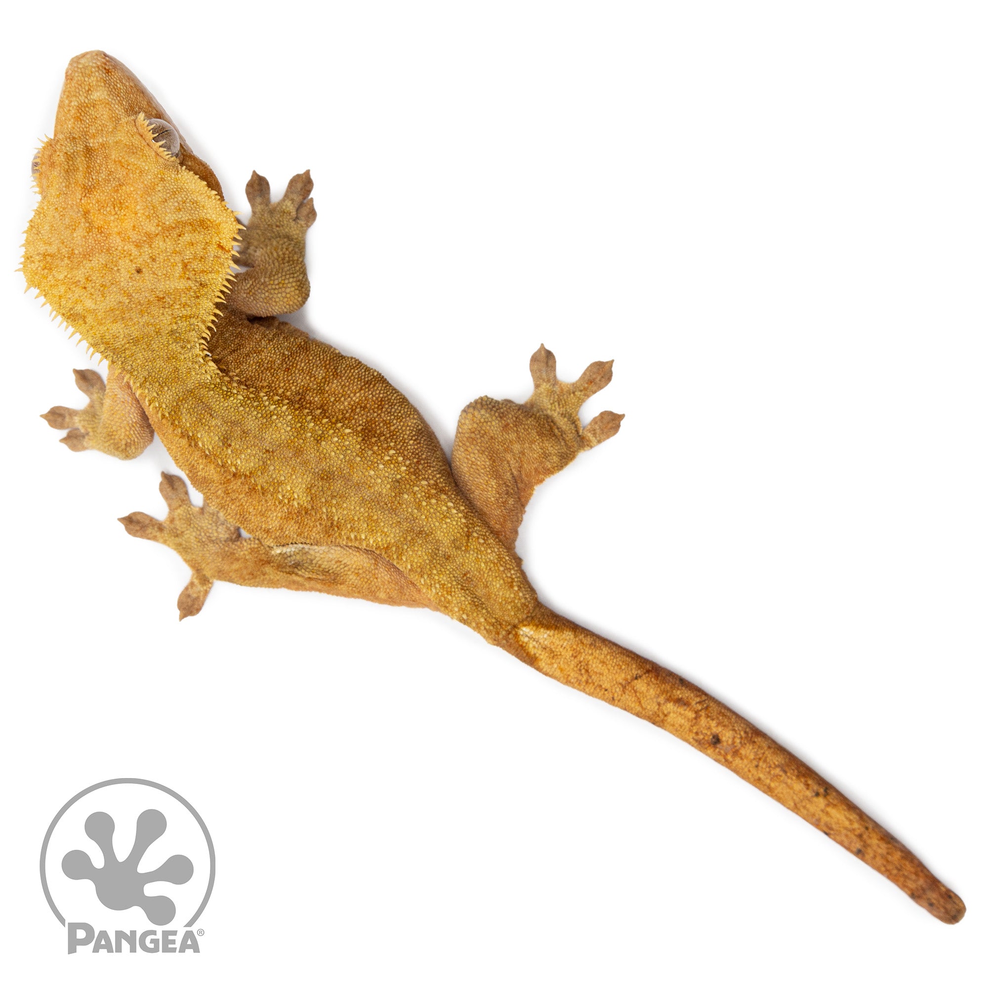 Female Orange Phantom Crested Gecko Pangea Reptile Cr2584 Pangea