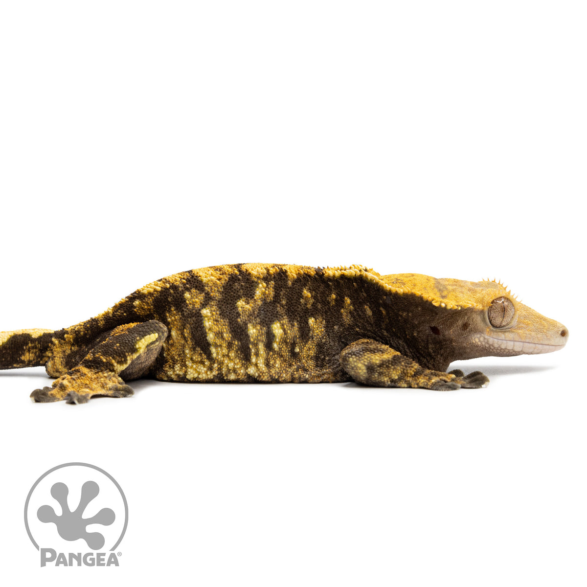 Cr-2585 facing right