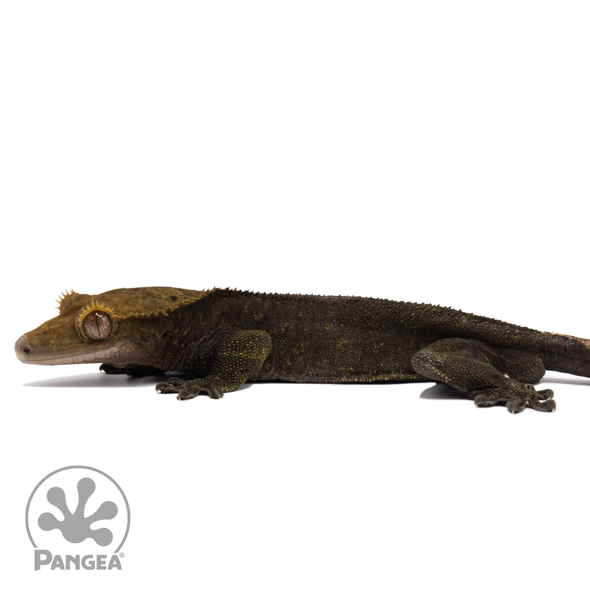 Male OG Noir Crested Gecko Cr-2586