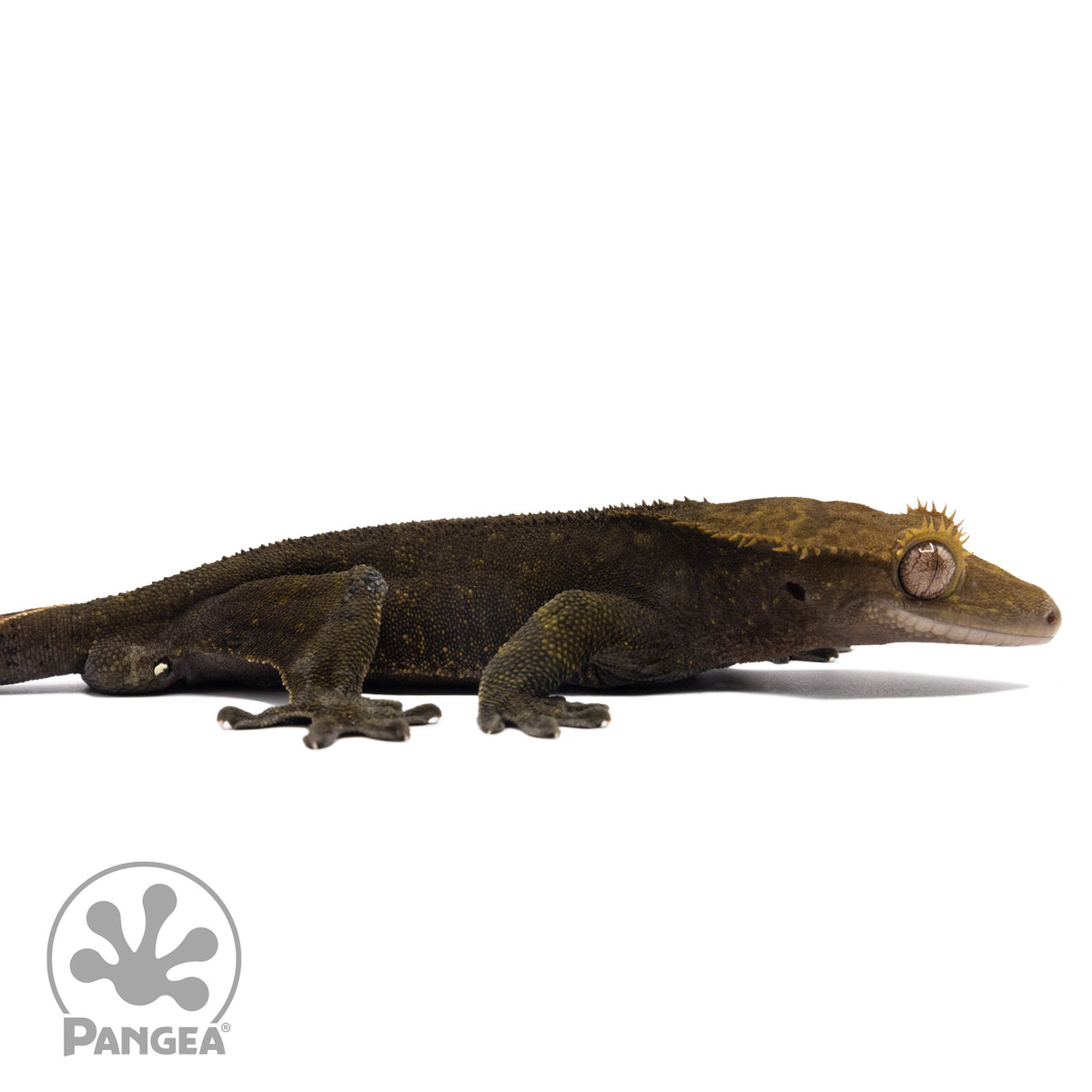 Male OG Noir Crested Gecko Cr-2586