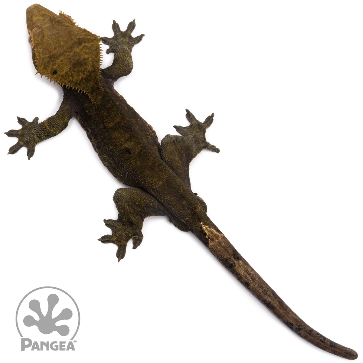 Male OG Noir Crested Gecko Cr-2586