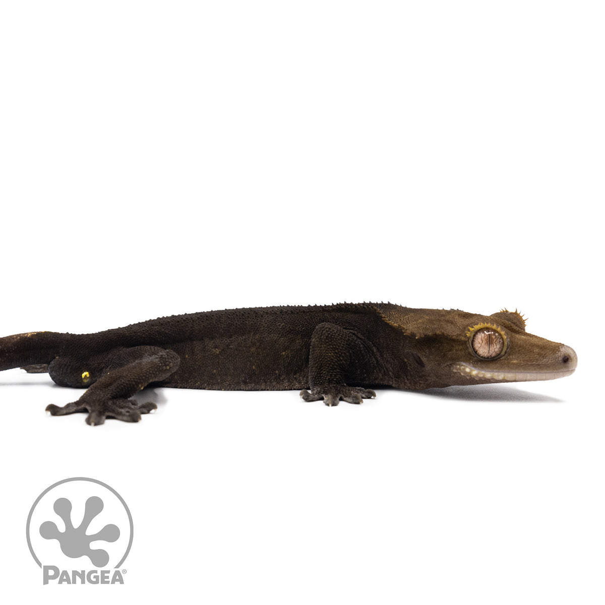 Cr-2587 facing right