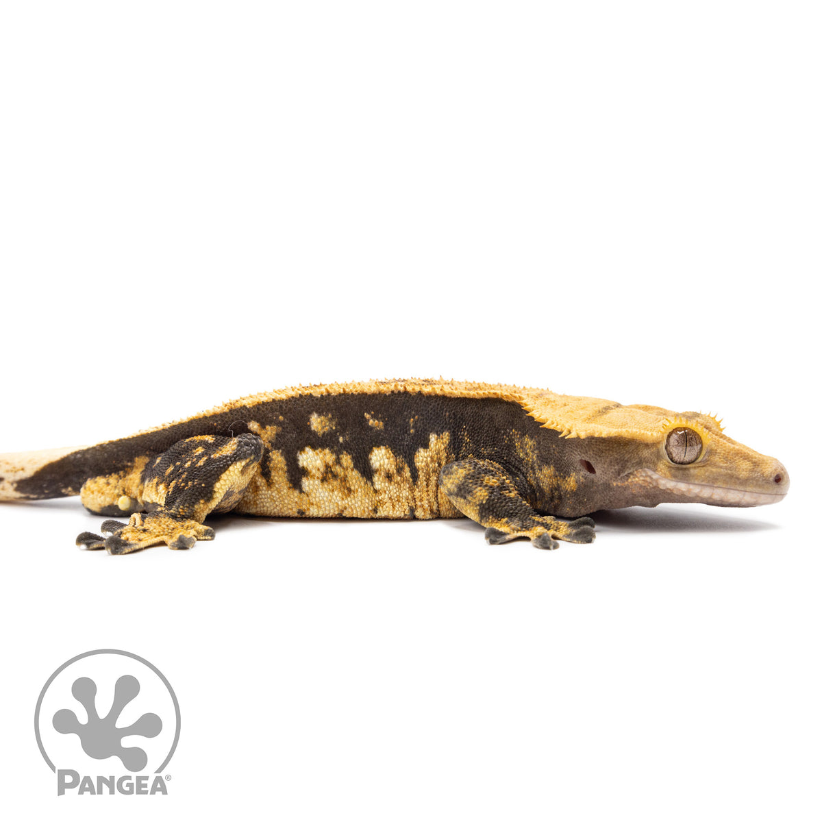 Cr-2591 facing right