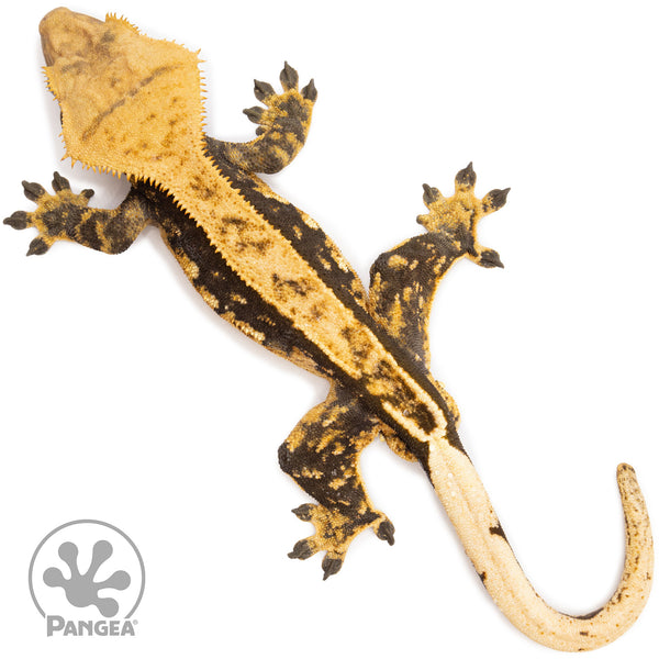 Male Tricolor Harlequin Crested Gecko | Pangea Reptile | Cr-2591