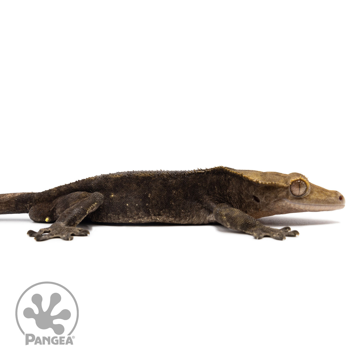 Cr-2594 facing right