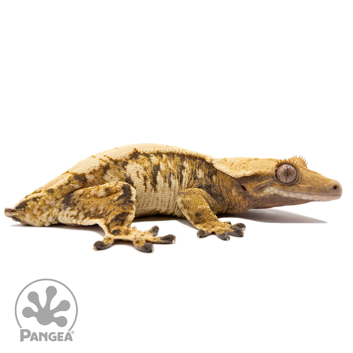 Cr-2595 facing right