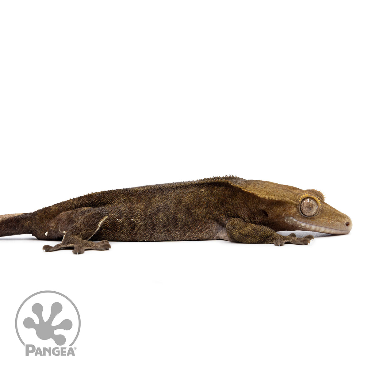 Cr-2598 facing right