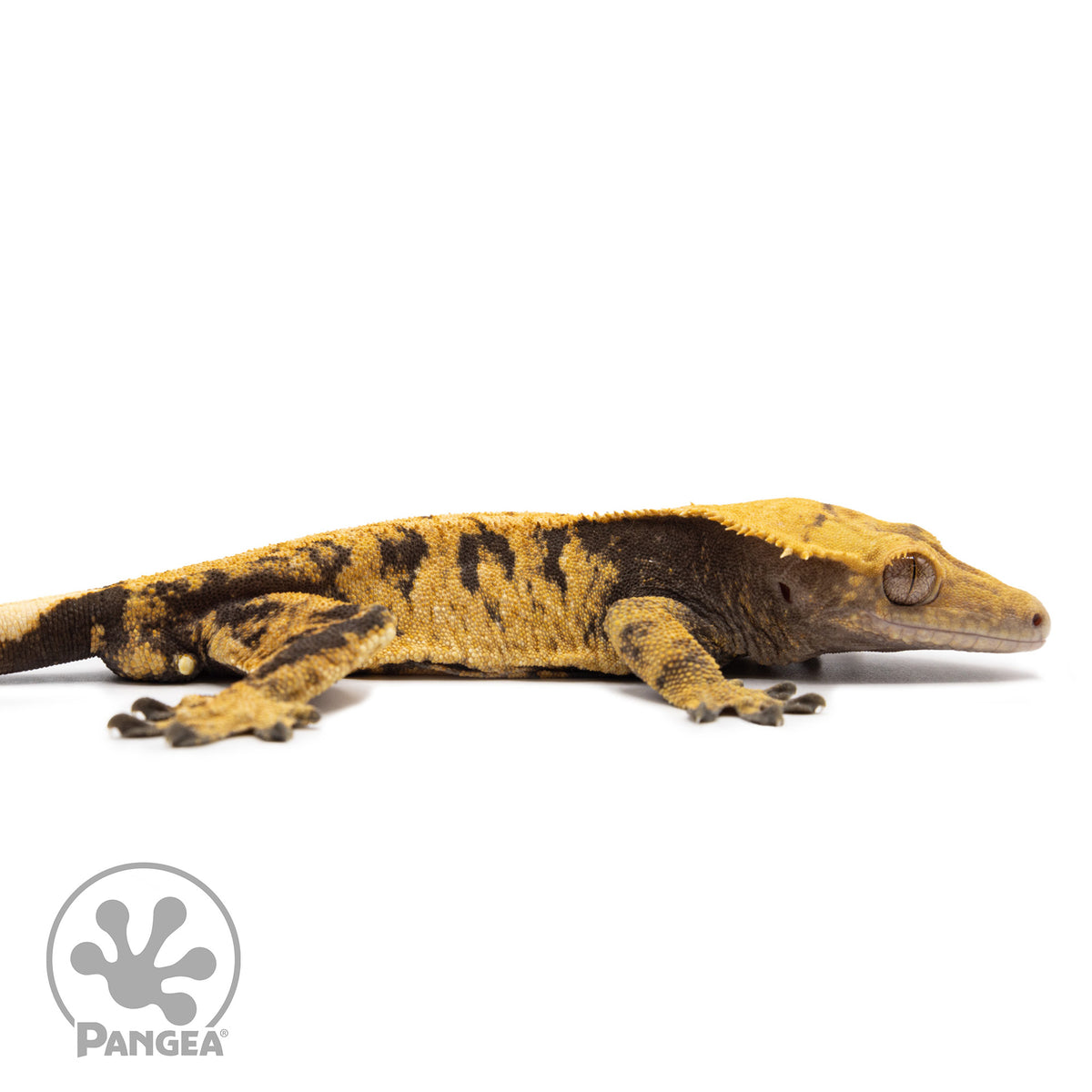 Cr-2599 facing right