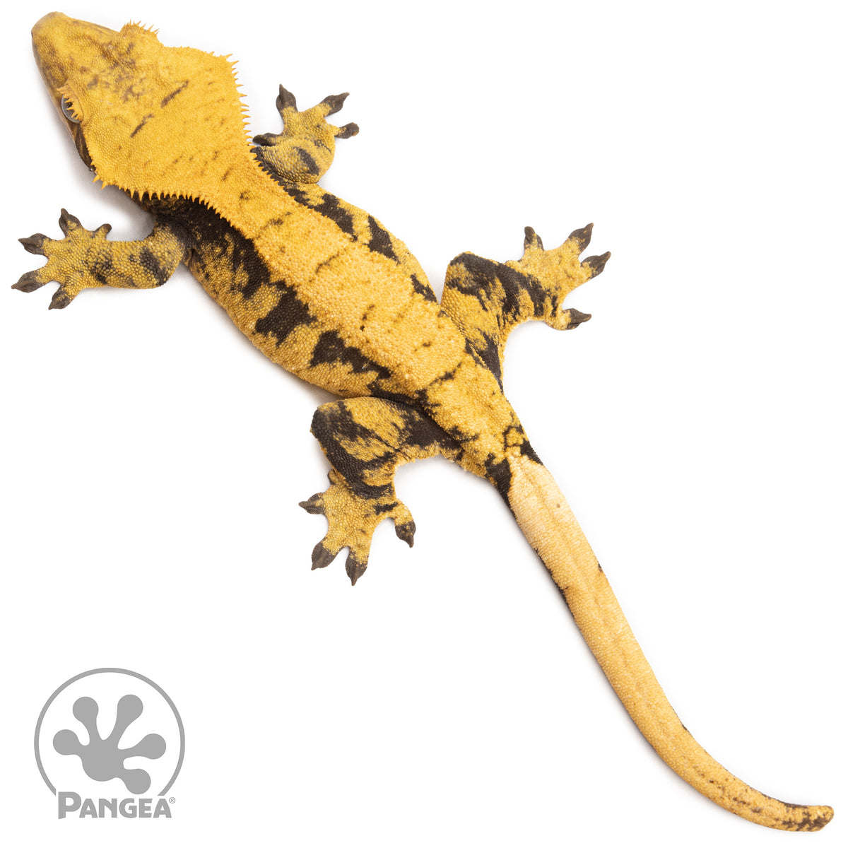Female XXX Crested Gecko Cr-2600 from above
