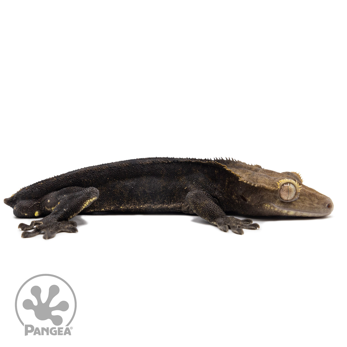 Cr-2605 facing right