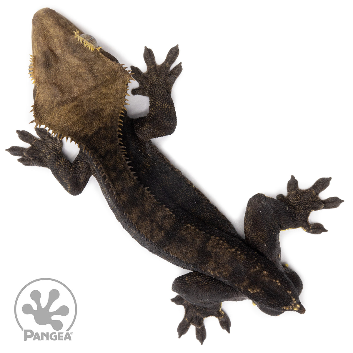 Male Black Phantom Crested Gecko Cr-2605 from above