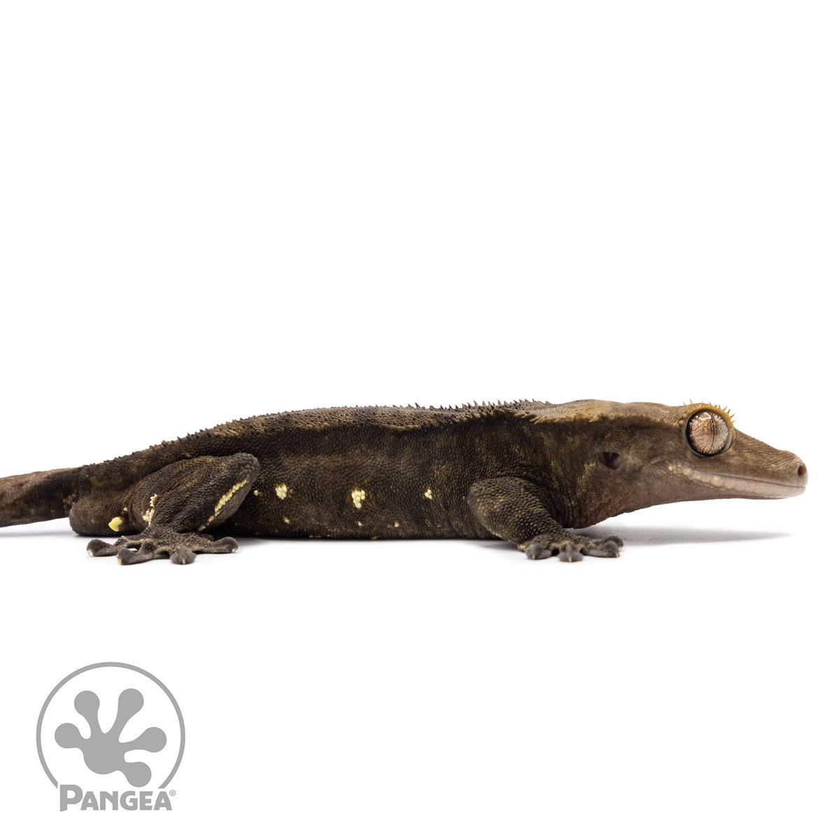 Cr-2606 facing right