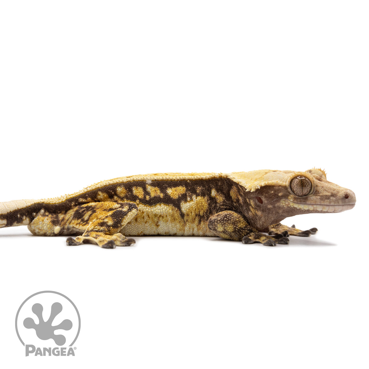 Cr-2607 facing right