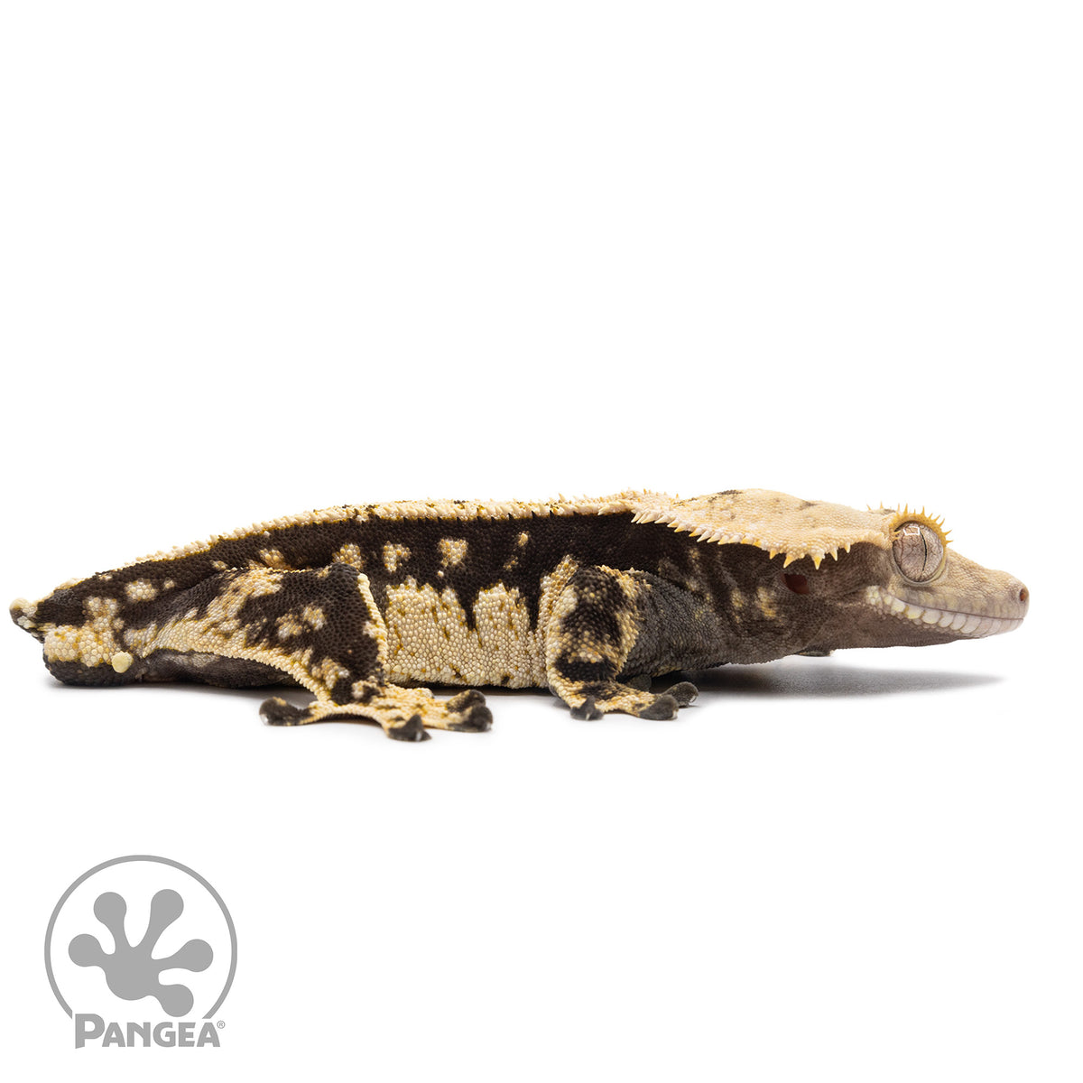 Cr-2608 facing right