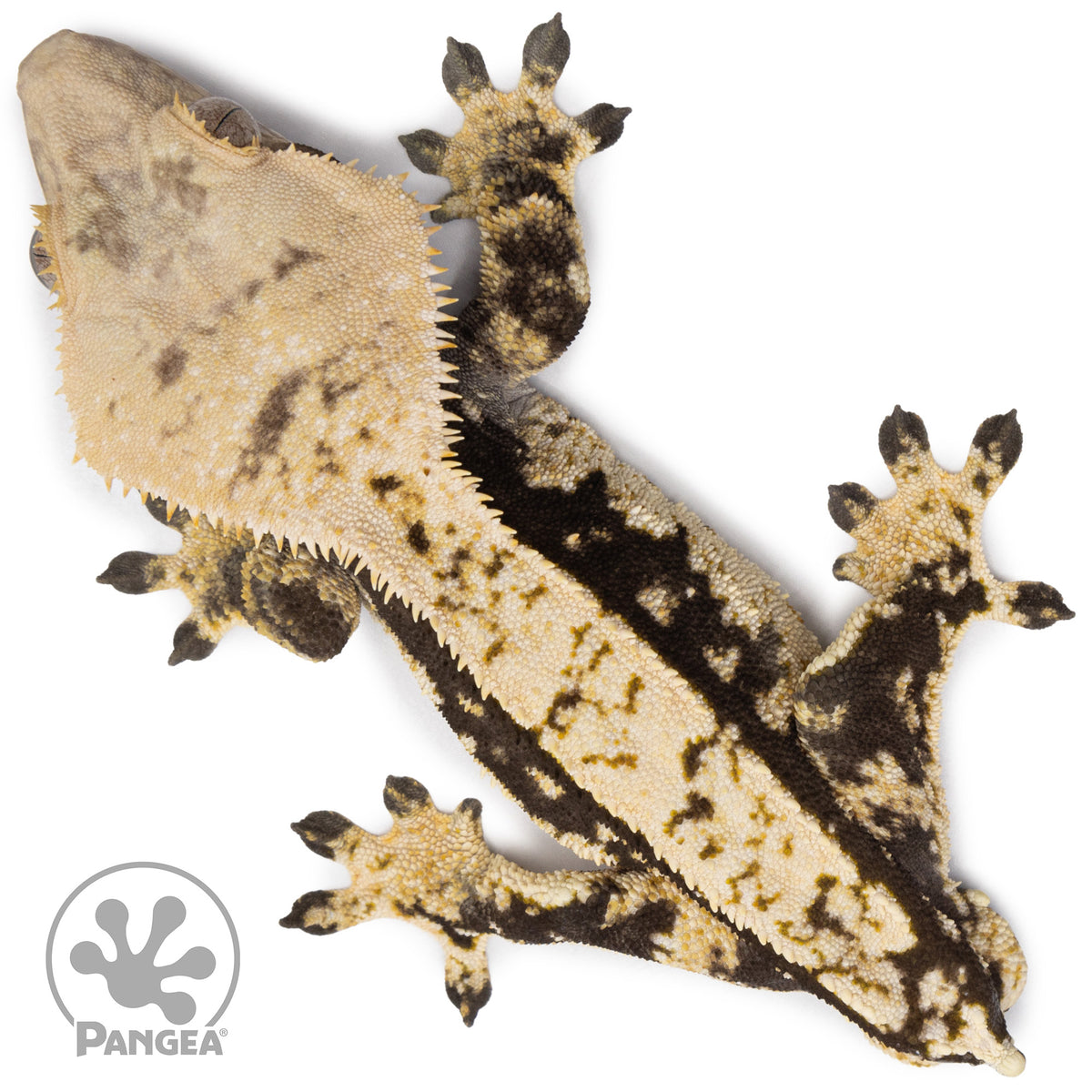 Male White Wall Crested Gecko Cr-2608