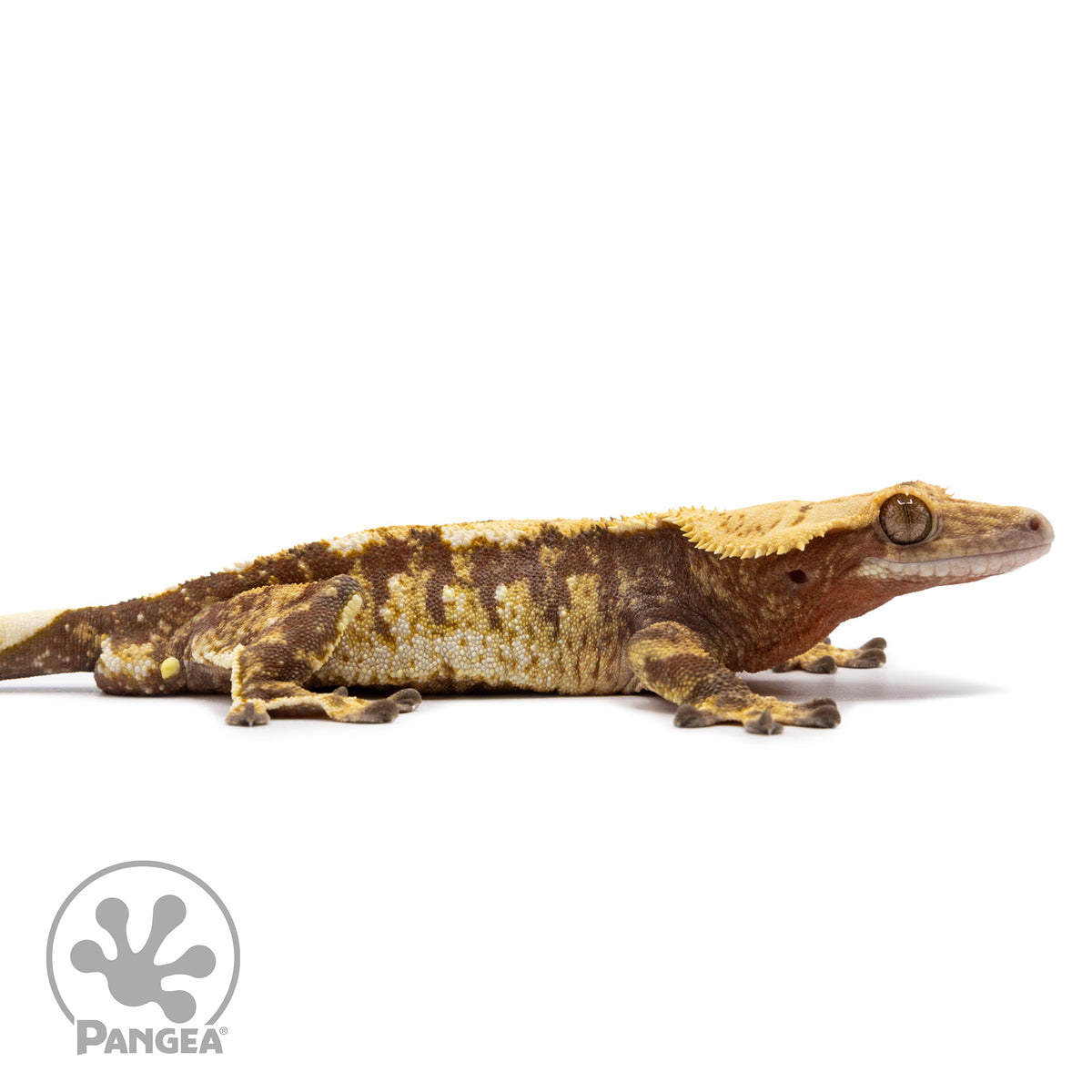 Cr-2609 facing right